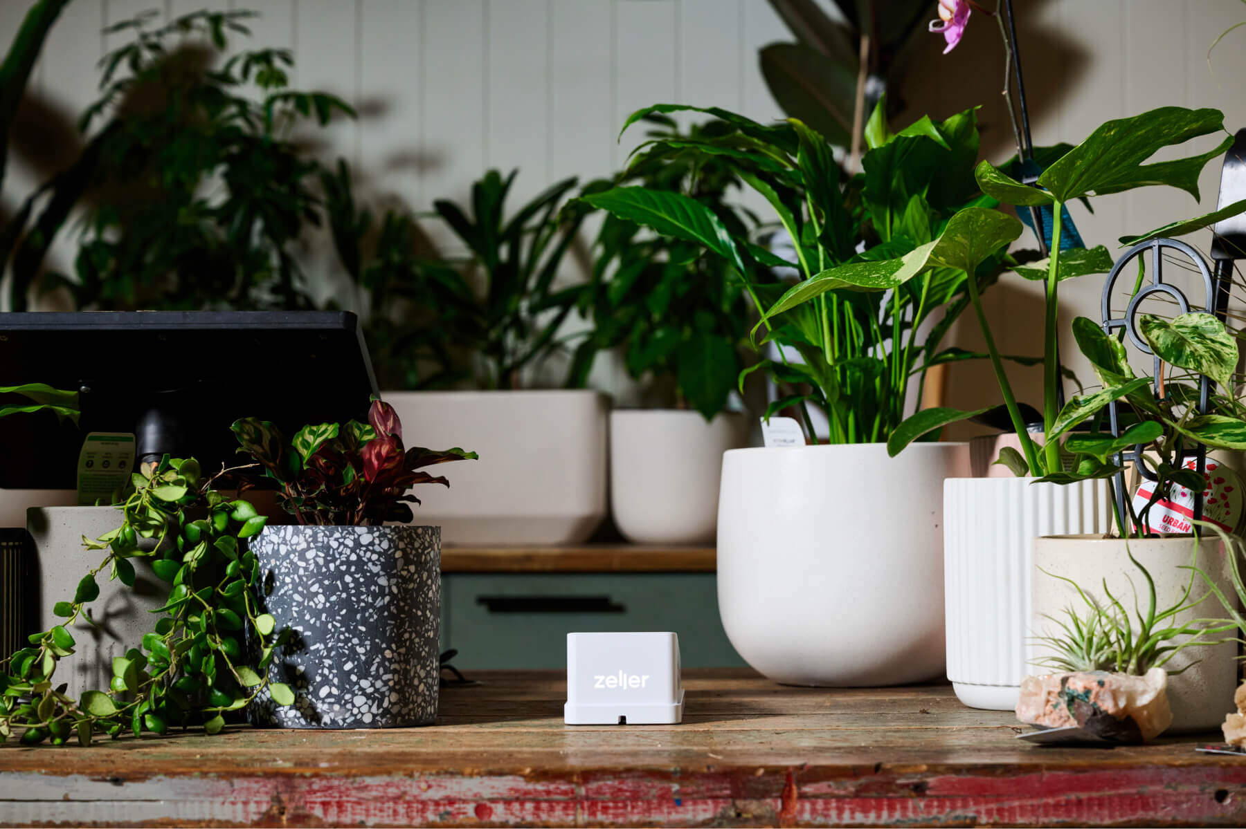 White Zeller Terminal 2 on wooden countertop surrounded by plants